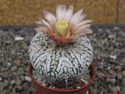 Astrophytum X Super Kabuto pot 5,5 cm - 12413386