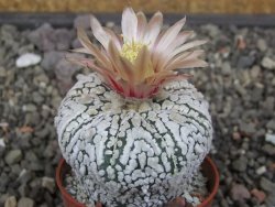 Astrophytum X Super Kabuto pot 5,5 cm - 12413387