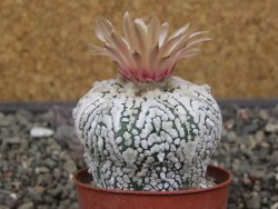 Astrophytum X Super Kabuto pot 5,5 cm - 12413388