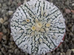Astrophytum X Super Kabuto pot 5,5 cm - 12413389