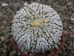 Astrophytum X Super Kabuto pot 5,5 cm - 12413390