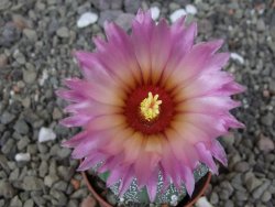 Astrophytum asterias X red flower akabana červený květ, květináč 5,5 cm - 12413392