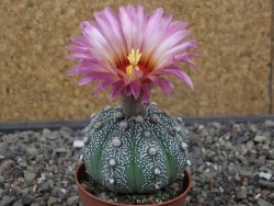 Astrophytum asterias X red flower akabana červený květ, květináč 5,5 cm - 12413393