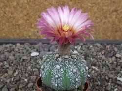 Astrophytum asterias X red flower akabana červený květ, květináč 5,5 cm - 12413394
