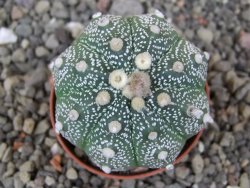 Astrophytum asterias X red flower akabana červený květ, květináč 5,5 cm - 12413395