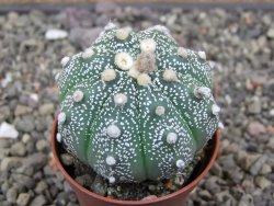 Astrophytum asterias X red flower akabana červený květ, květináč 5,5 cm - 12413396