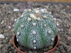 Astrophytum asterias X red flower akabana červený květ, květináč 5,5 cm - 12413397