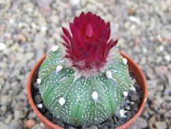 Astrophytum asterias X red flower akabana červený květ, květináč 5,5 cm