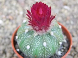 Astrophytum asterias X red flower akabana červený květ, květináč 5,5 cm - 12413401