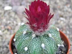 Astrophytum asterias X red flower akabana červený květ, květináč 5,5 cm - 12413402