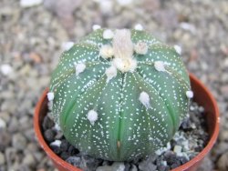 Astrophytum asterias X red flower akabana červený květ, květináč 5,5 cm - 12413406