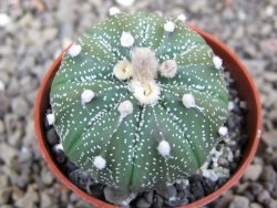 Astrophytum asterias X red flower akabana červený květ, květináč 5,5 cm - 12413407