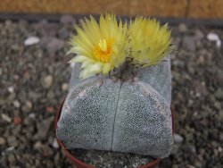 Astrophytum myriostigma quadricostatum relief, květináč 6,5 cm - 12413408