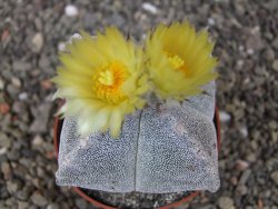 Astrophytum myriostigma quadricostatum relief, květináč 6,5 cm - 12413409