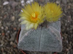 Astrophytum myriostigma quadricostatum relief, květináč 6,5 cm - 12413410
