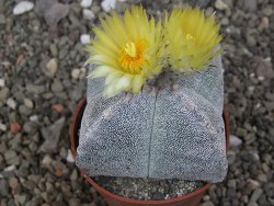 Astrophytum myriostigma quadricostatum relief, květináč 6,5 cm - 12413411