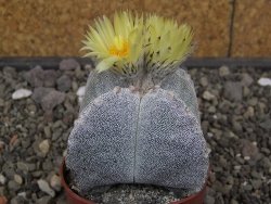 Astrophytum myriostigma quadricostatum relief, květináč 6,5 cm - 12413413