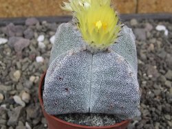 Astrophytum myriostigma quadricostatum relief, květináč 6,5 cm - 12413414