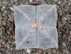 Astrophytum myriostigma quadricostatum relief, květináč 6,5 cm - 12413415