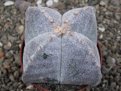 Astrophytum myriostigma quadricostatum relief, květináč 6,5 cm - 12413416