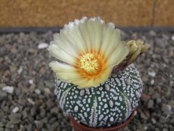 Astrophytum Super Kabuto výběr pot 5,5 cm