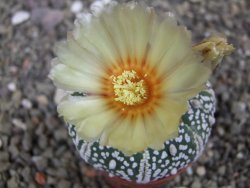 Astrophytum Super Kabuto výběr pot 5,5 cm - 12413419