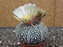 Astrophytum Super Kabuto výběr pot 5,5 cm - 12413420