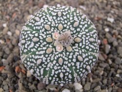 Astrophytum Super Kabuto výběr pot 5,5 cm - 12413421