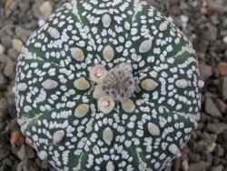 Astrophytum Super Kabuto výběr pot 5,5 cm - 12413422