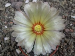 Astrophytum Super Kabuto výběr pot 5,5 cm - 12413424