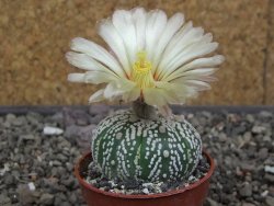 Astrophytum Super Kabuto výběr pot 5,5 cm - 12413425