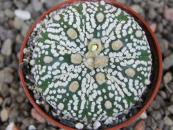 Astrophytum Super Kabuto výběr pot 5,5 cm - 12413426