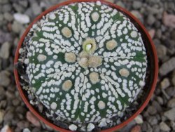 Astrophytum Super Kabuto výběr pot 5,5 cm - 12413427