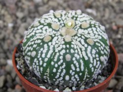 Astrophytum Super Kabuto výběr pot 5,5 cm - 12413428