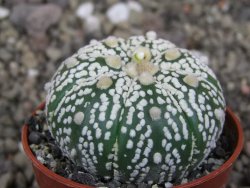Astrophytum Super Kabuto výběr pot 5,5 cm - 12413429
