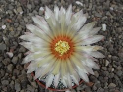 Astrophytum Hanazano Kabuto pot 5,5 cm - 12413431