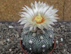 Astrophytum Hanazano Kabuto pot 5,5 cm - 12413432