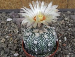 Astrophytum Hanazano Kabuto pot 5,5 cm - 12413433