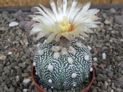 Astrophytum Hanazano Kabuto pot 5,5 cm - 12413434