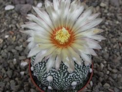Astrophytum Hanazano Kabuto pot 5,5 cm - 12413435
