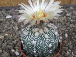 Astrophytum Hanazano Kabuto pot 5,5 cm - 12413436