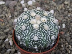 Astrophytum Hanazano Kabuto pot 5,5 cm - 12413437