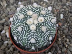 Astrophytum Hanazano Kabuto pot 5,5 cm - 12413438
