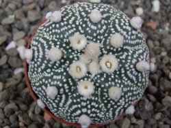 Astrophytum Hanazano Kabuto pot 5,5 cm - 12413439
