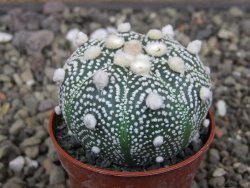Astrophytum Hanazano Kabuto pot 5,5 cm - 12413440