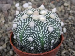 Astrophytum Hanazano Kabuto pot 5,5 cm - 12413441