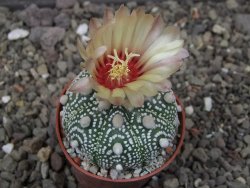 Astrophytum Hanazano Kabuto pot 5,5 cm - 12413442
