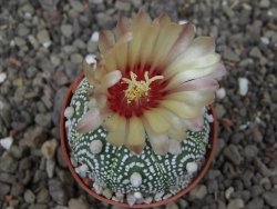Astrophytum Hanazano Kabuto pot 5,5 cm - 12413443