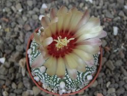 Astrophytum Hanazano Kabuto pot 5,5 cm - 12413444