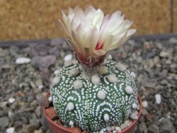 Astrophytum Hanazano Kabuto pot 5,5 cm - 12413445